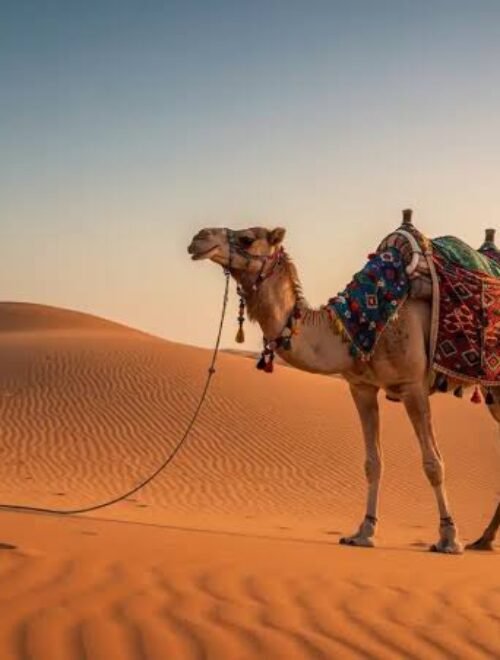Camel Ride