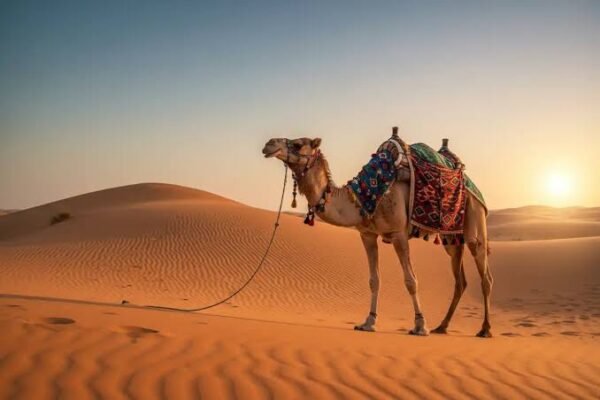 Camel Ride