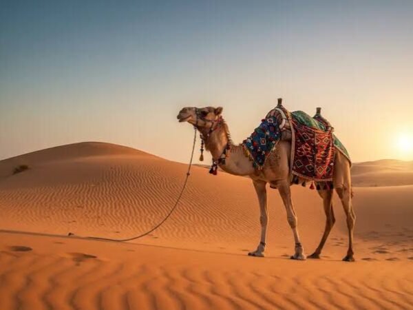 Camel Ride