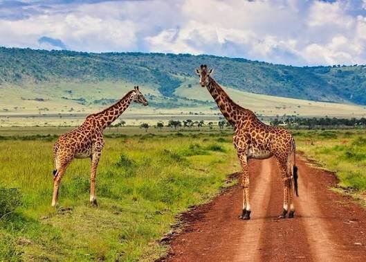 Kenya Visit Visa
